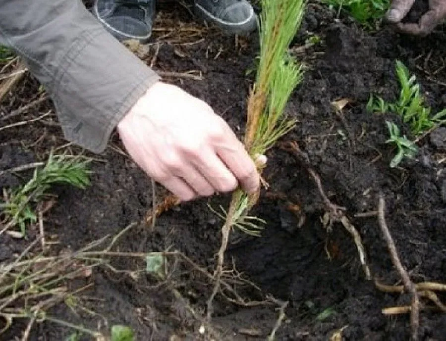 Озеленяват Бургас за 30 млн. лв.