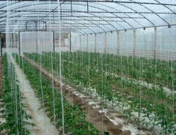 Оранжерийните производители получават допълнителни средства