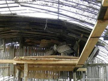 Нов дом за белоглави лешояди храни надеждата за потомство 