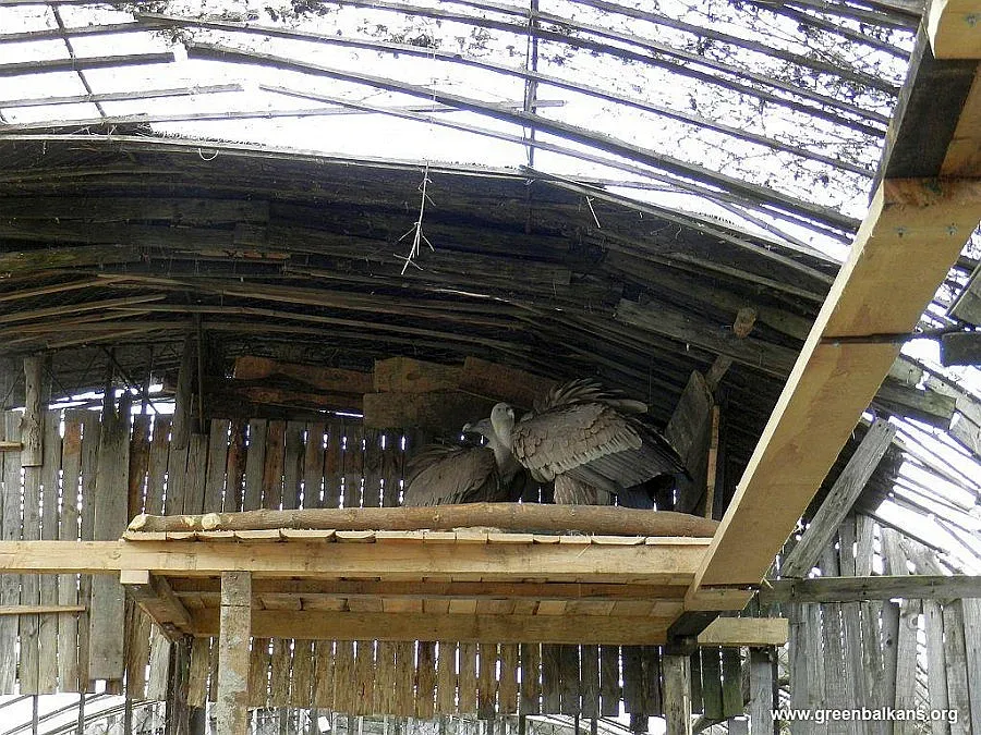 Нов дом за белоглави лешояди храни надеждата за потомство 