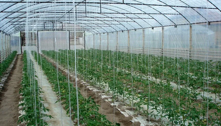 Собственици на оранжерии стягат протести заради орязани субсидии