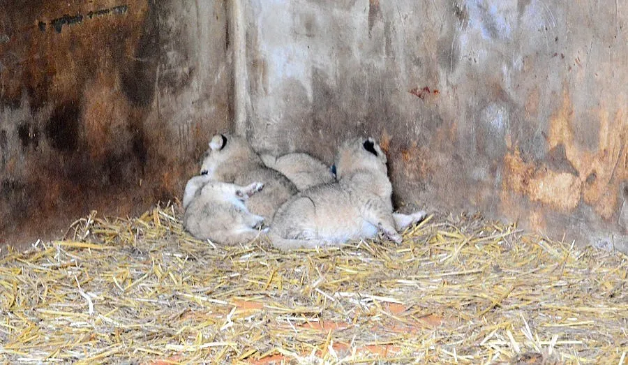 Битка за осиновяване на трите лъвчета на Варна