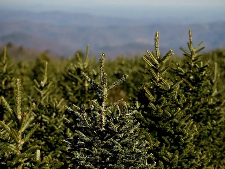 Как да бъде полезно коледното ни дръвче