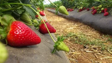 Испанци плащат по 38 евро на ден за бране на ягоди