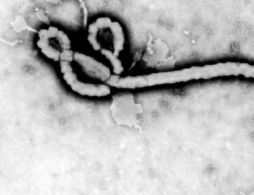 Лекар от Италия, болен от Ебола, бе излекуван