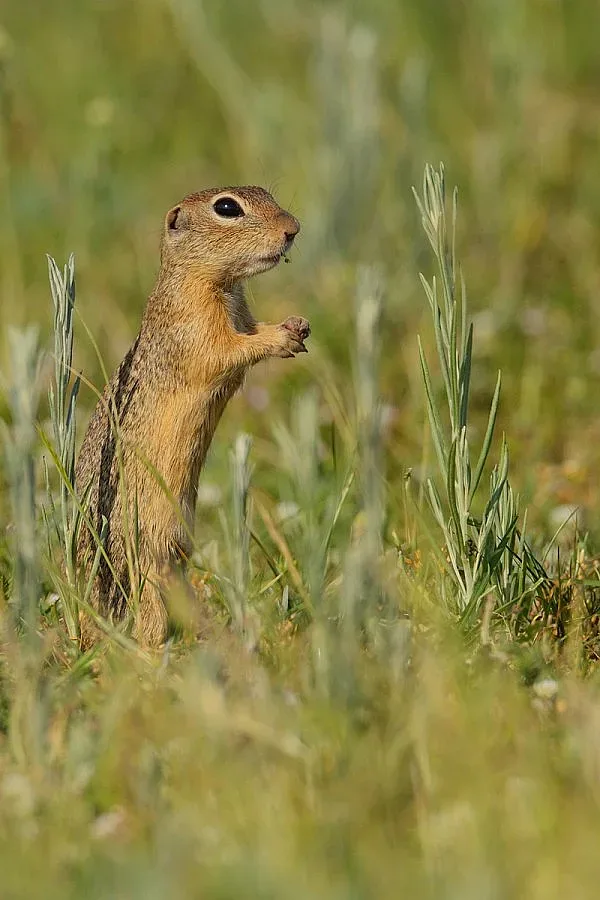Паневропейската инициатива търси помощ за лалугера в Родопите