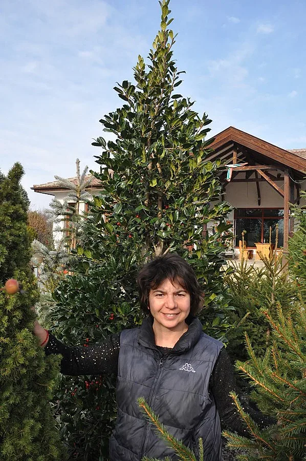 Баровци кичат дърво с прическа за 320 лв.