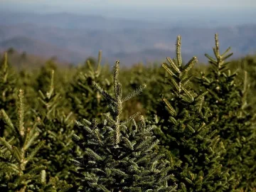 Гора от коледни елхи садят в Разград