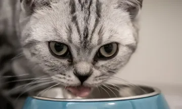 Защо котките отмъкват храна? Ветеринарен лекар обясни