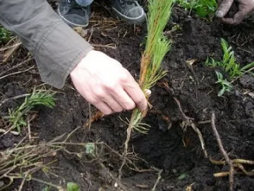 Бургас възстановява изгоряла гора със 124 000 лева