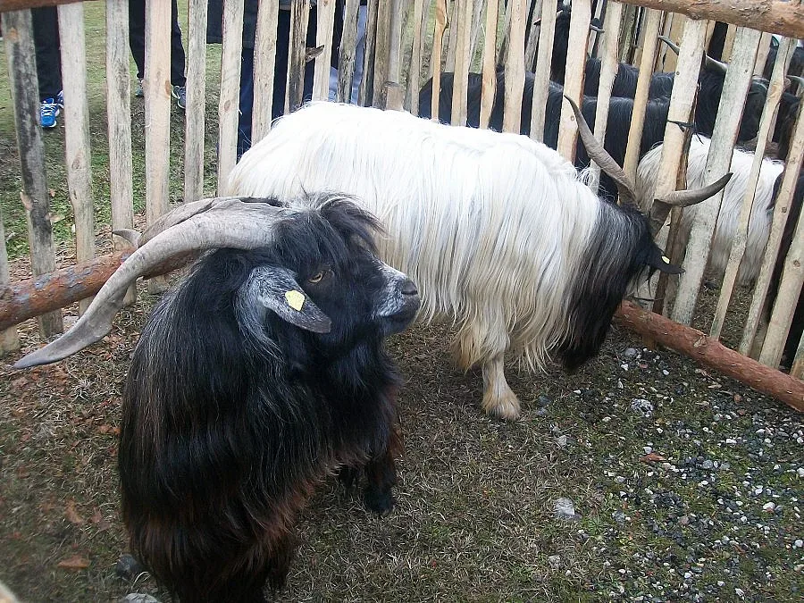 Пръчове си мериха косъма и рогата на дефиле