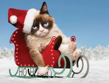 СНИМКИ: Котки разбивачи на класации