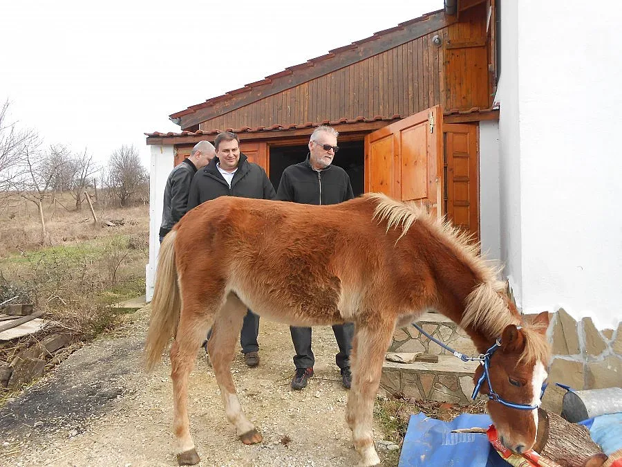 Емил Радев откупи изтезаван кон