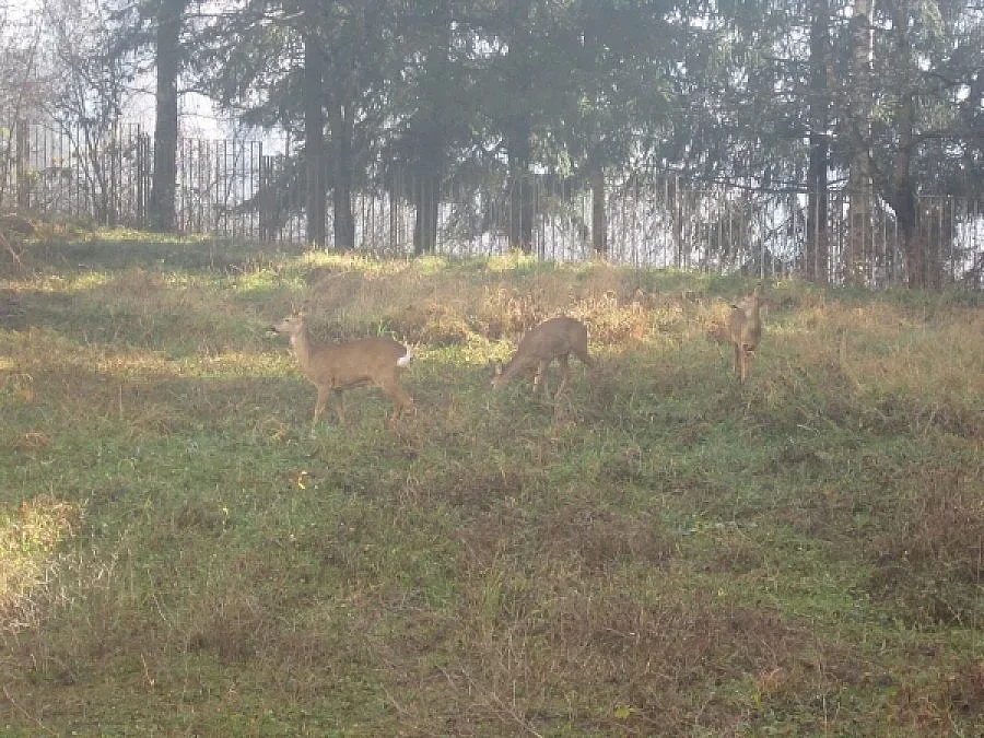 Сърни заживяха в парка на смолянската болница