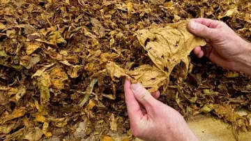 Производството на тютюн само от регистрирани