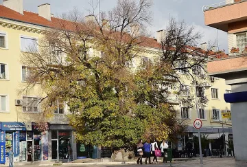 Старият бряст в Сливен загнива