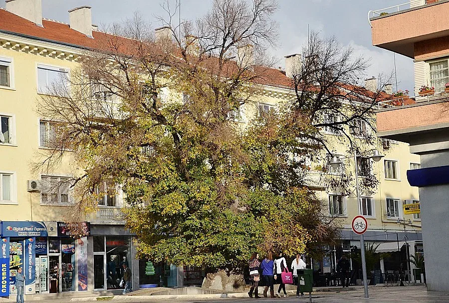 Старият бряст в Сливен загнива