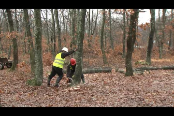173 екипа на война с дървената мафия