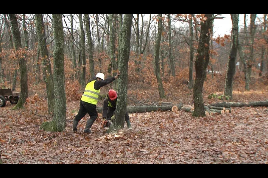 173 екипа на война с дървената мафия