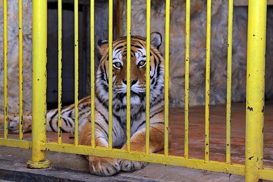 Мърдок с фенклуб след бягството