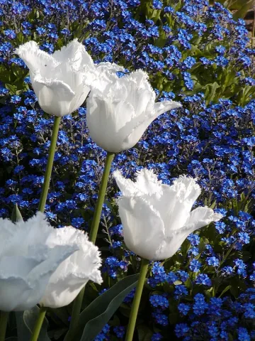 Цветна феерия от лалета ще посреща гостите на Албена