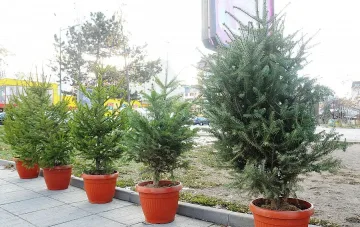 МЗХ: Търсете жълта маркировка на коледните елхи