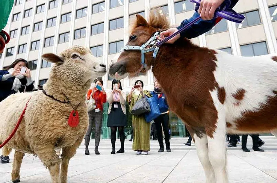 Овцата пое властта в Япония
