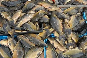 Кърджалийци на опашка за хърватски шаран 