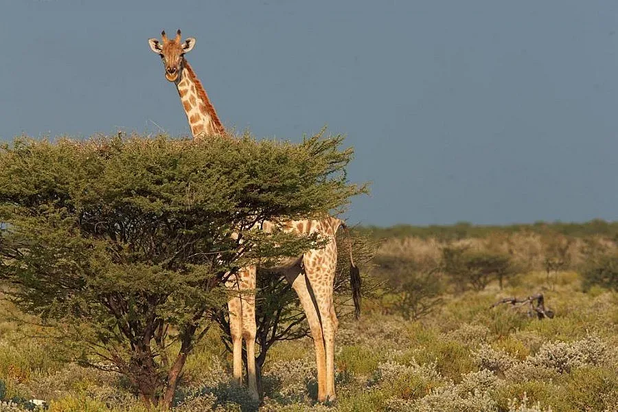 Жирафите вървят към "тихо" изчезване