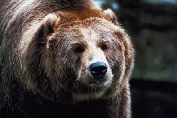 Родопски села искат отстрел на стръвница