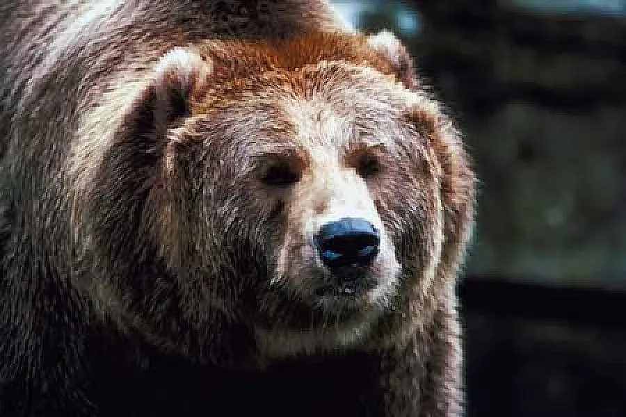 Родопски села искат отстрел на стръвница