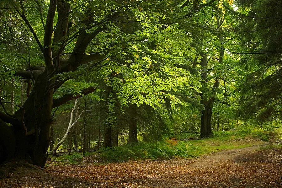 ЮЗДП бори бракониерите в горите с 42 мобилни екипа