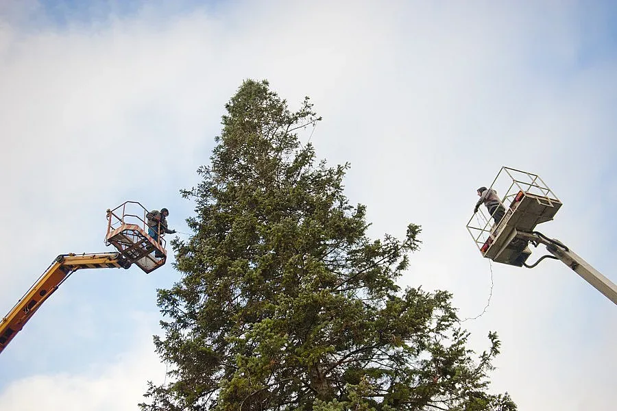 Днес запалват светлините на коледната елха в София