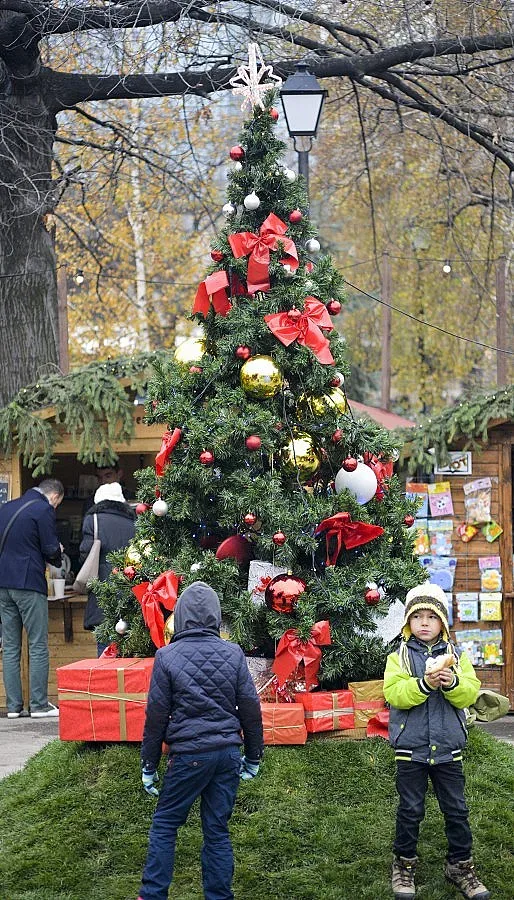 За Коледа Перник с най-малката елха