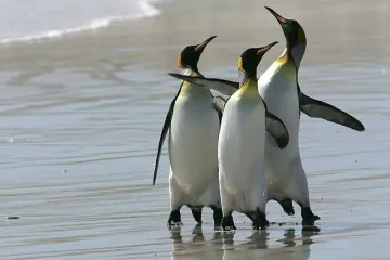 Богаташи поръчват пингвини 