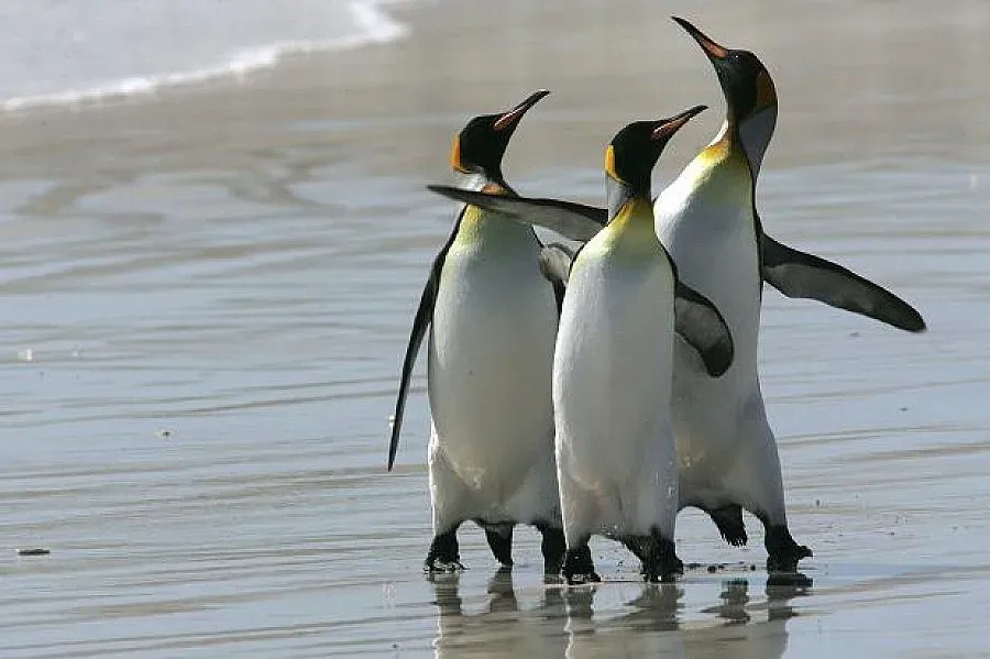 Богаташи поръчват пингвини 