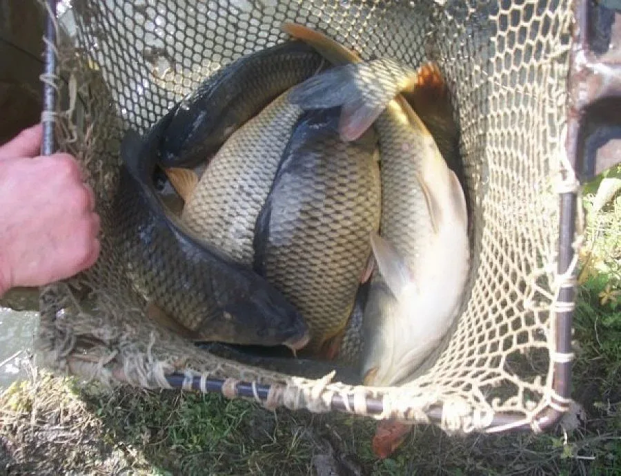 Черен петък за шарана до Никулден