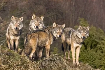 Животновъди и ловци на бунт срещу защитници на вълците