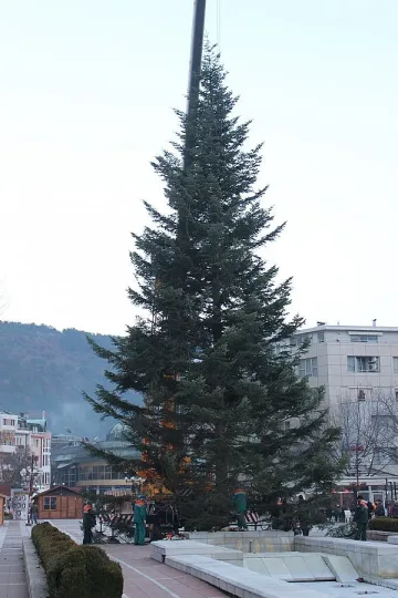 Благоевград с 28-метрова елха
