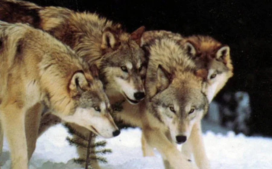 Вълци държат село под "домашен арест"