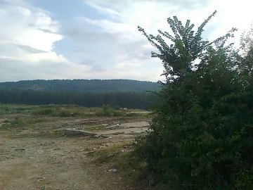 Залесяват парк „Борова гора" с 3000 кедъра