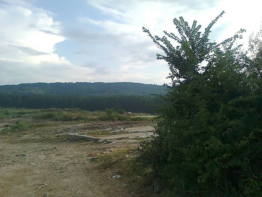 Залесяват парк „Борова гора" с 3000 кедъра