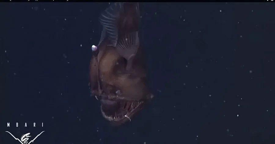 Видео показа страховития черен морски дявол