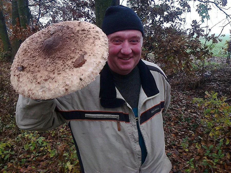 Семейство преяде с  гъба гигант