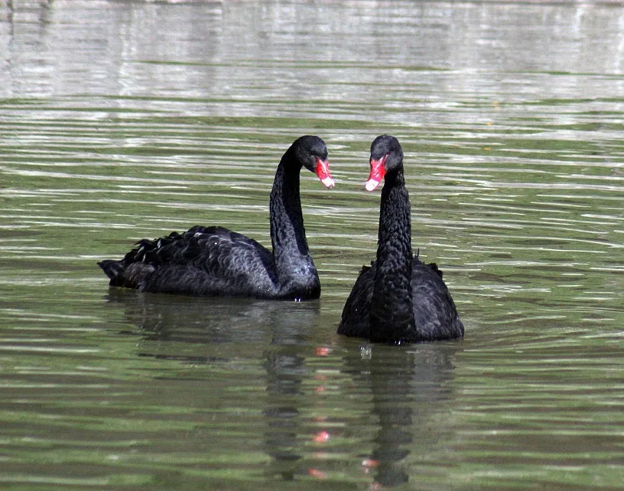 Лебед - беглец вдигна на крак общинари