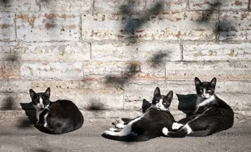 Немска актриса дарява средства за кастрация на котки в Банско