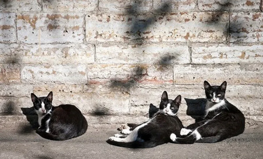 Немска актриса дарява средства за кастрация на котки в Банско