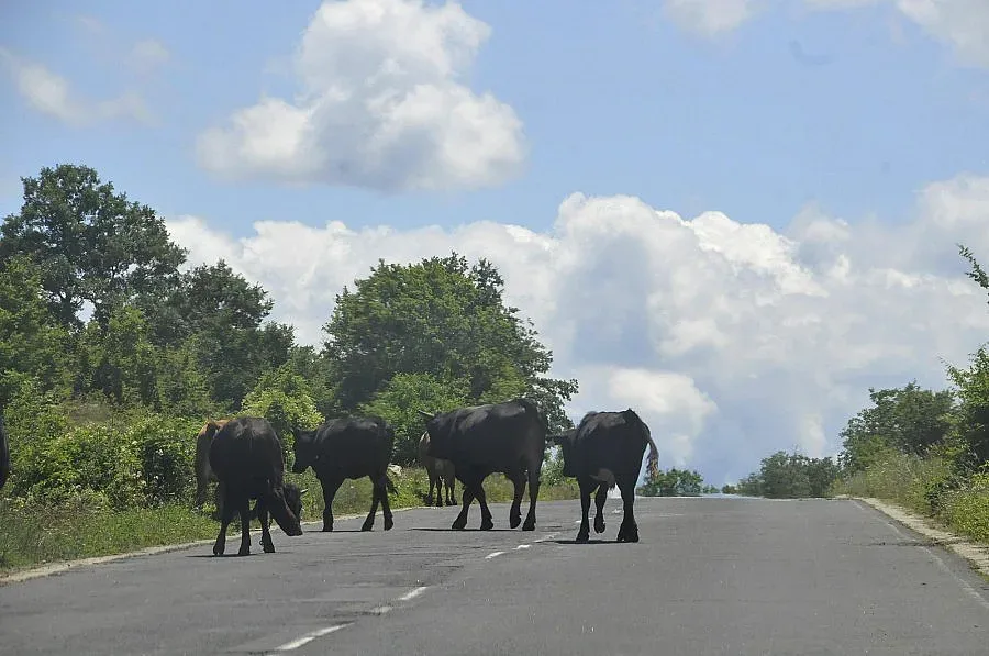Дават 70% от парите за животновъдите до Коледа