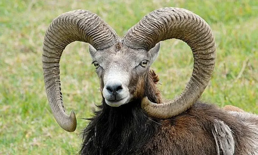 Трета спешна проверка в ловно стопанство „Дикчан”