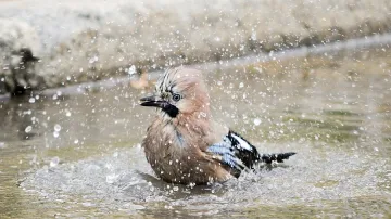 Облаци и дъжд в четвъртък 